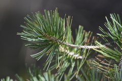Pinus cembroides bicolor