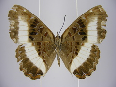 Eurytela hiarbas hiarbas