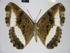 Eurytela hiarbas hiarbas
