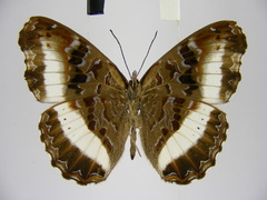 Eurytela hiarbas hiarbas