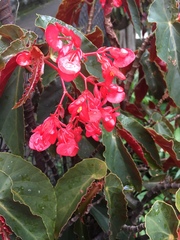 Begonia coccinea
