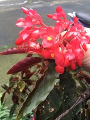 Begonia coccinea