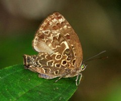 Arhopala alaconia