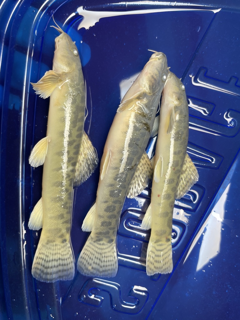 Mandalay Zipper Loach