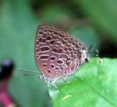 Arhopala alitaeus