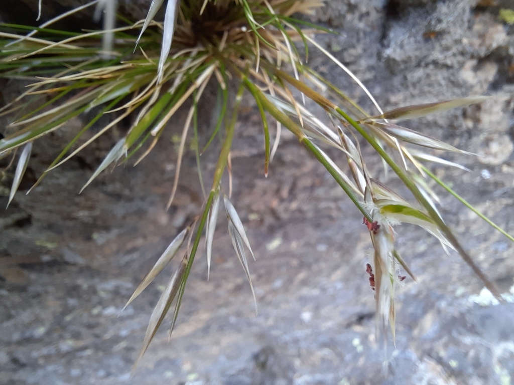 Rytidosperma setifolium from Cambrians, New Zealand on December 2, 2023 ...