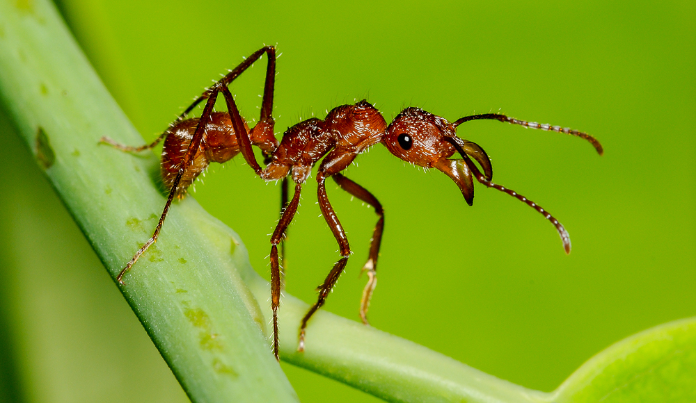 Ectatomma tuberculatum