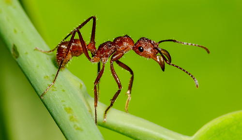Ectatomma tuberculatum