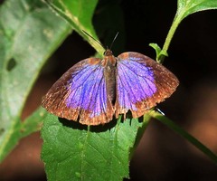 Arhopala alitaeus