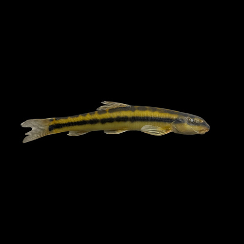 Longstripe loach (Nemacheilus longistriatus) — Nemacheilidae