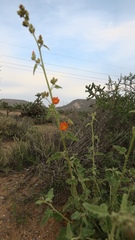 Sphaeralcea coulteri