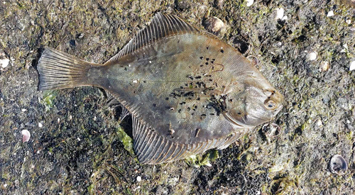 New Zealand sand flounder (Rhombosolea plebeia) — Pleuronectidae — 3