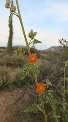 Sphaeralcea coulteri