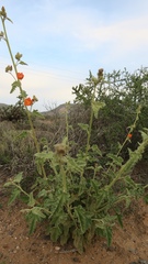 Sphaeralcea coulteri