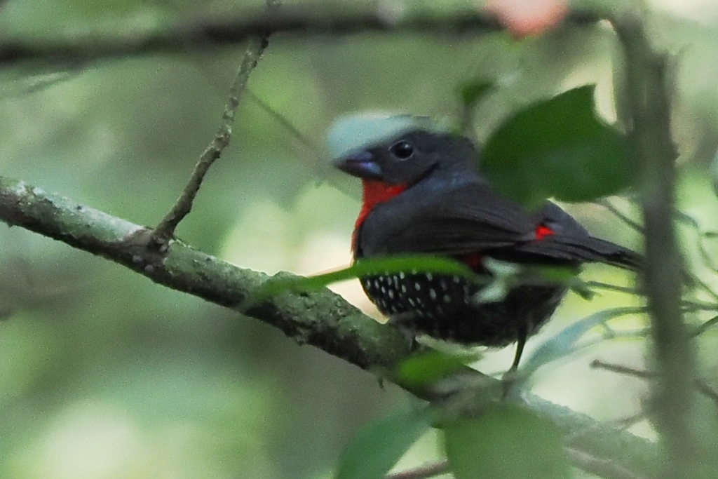 Grant's Bluebill photo