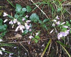 Cardamine nuttallii