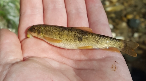 Bergzuigkarper (Catostomus platyrhynchus) — Catostomidae — 5