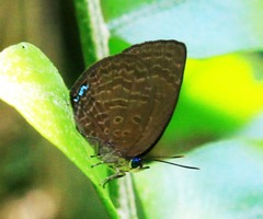 Arhopala antimuta