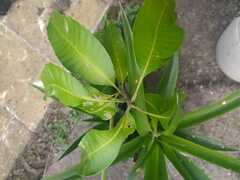 Mangifera indica image