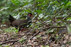 Nahan's Partridge photo 2
