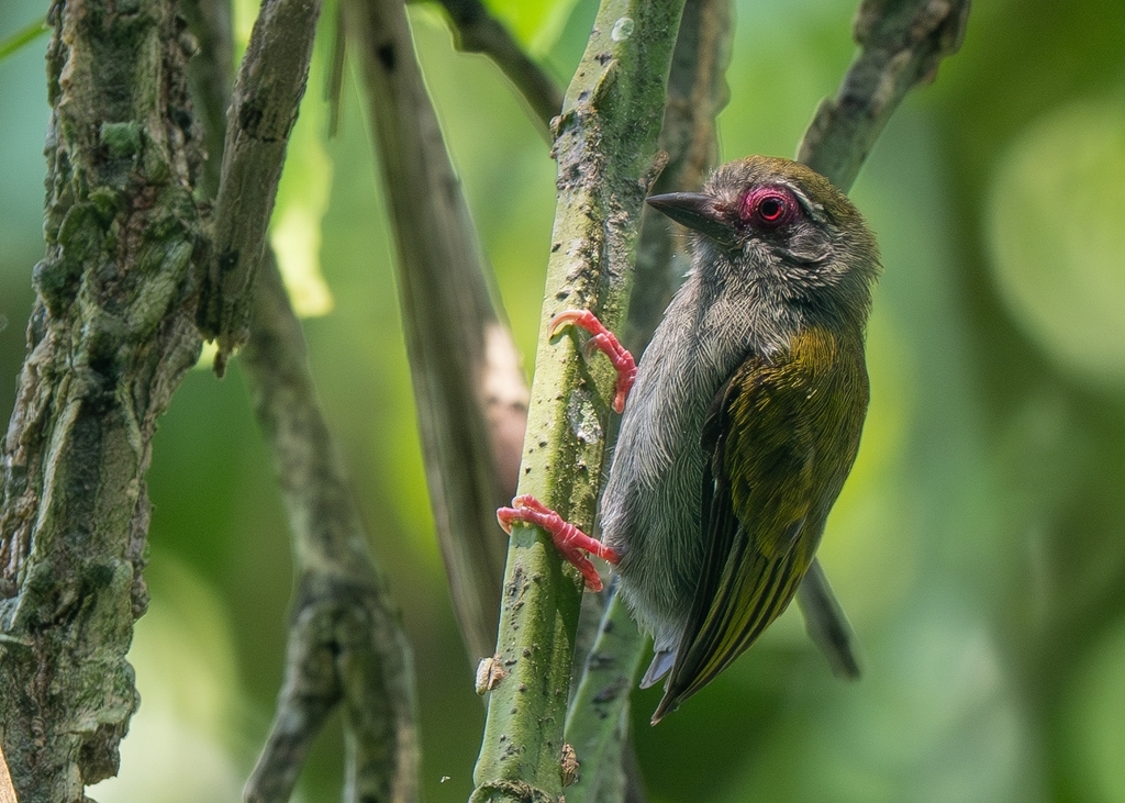 African Piculet (Verreauxia africana) photo