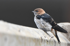 Lesser Striped Swallow photo 2