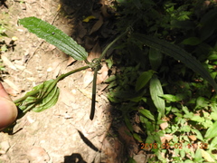 Smilax riparia
