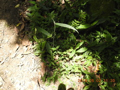 Smilax riparia