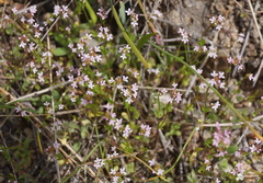 Plectritis congesta