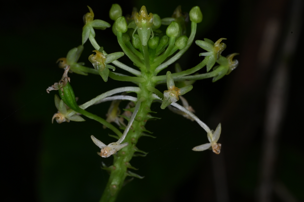 Malaxis umbelliflora