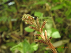Erythrodes