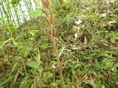 Erythrodes