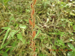 Erythrodes