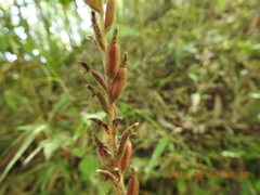 Erythrodes
