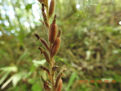 Erythrodes