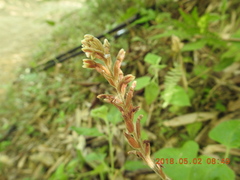 Erythrodes