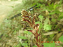 Erythrodes