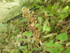 Erythrodes