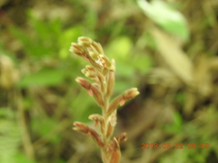 Erythrodes