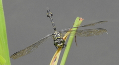 Ictinogomphus lieftincki
