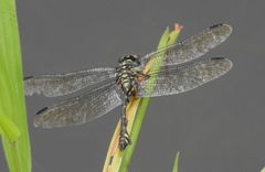 Ictinogomphus lieftincki