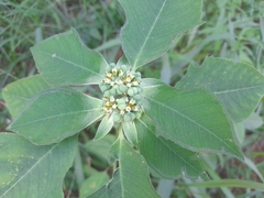 Euphorbia heterophylla image