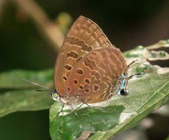 Arhopala athada