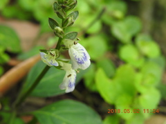 Rungia chinensis