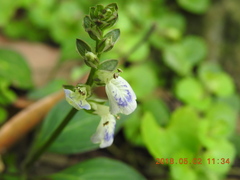 Rungia chinensis