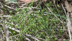 Androsace occidentalis