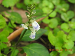 Rungia chinensis
