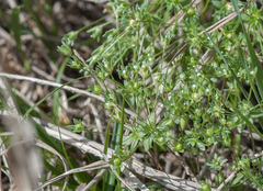 Androsace occidentalis