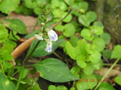 Rungia chinensis
