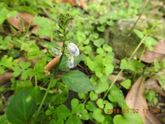 Rungia chinensis